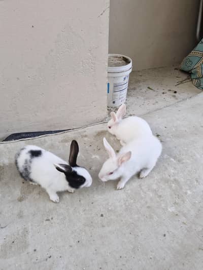 Rabbit Bunnies for sale