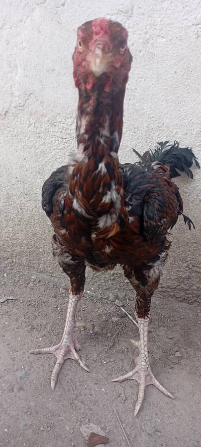 khuli Kali wala aseel murgha urgent sale Karna ha