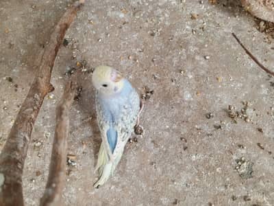 Rainbow spangle badgies patha