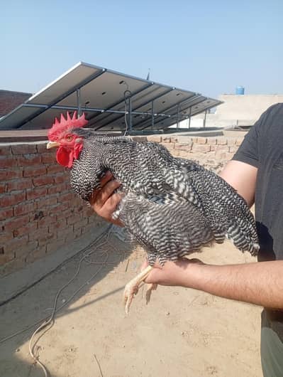 Plymouth rock heritage male best for meat and egg