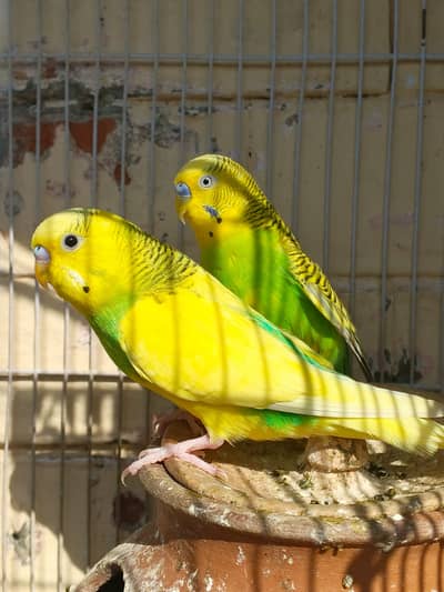 For sale 4 han 3 male aur ik female Kisi ko chye rabta kro03329205416