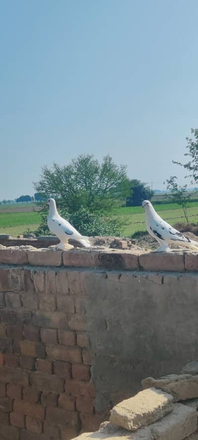 beautiful pair of sherazi for sall  whatasap 03021981604