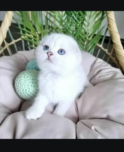 Scottish fold kittin for sell. 0313 4935014