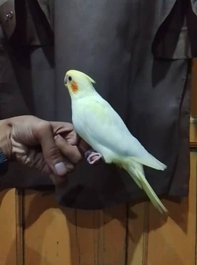 hand taim cocktail 03065482407