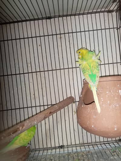 Hogoromo breader pair  cage java sead cleaner