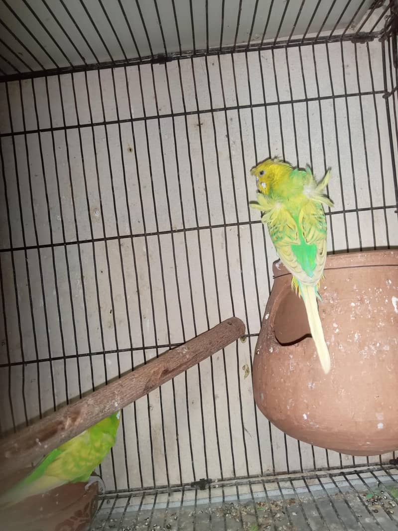 Hogoromo breader pair  cage java sead cleaner 0