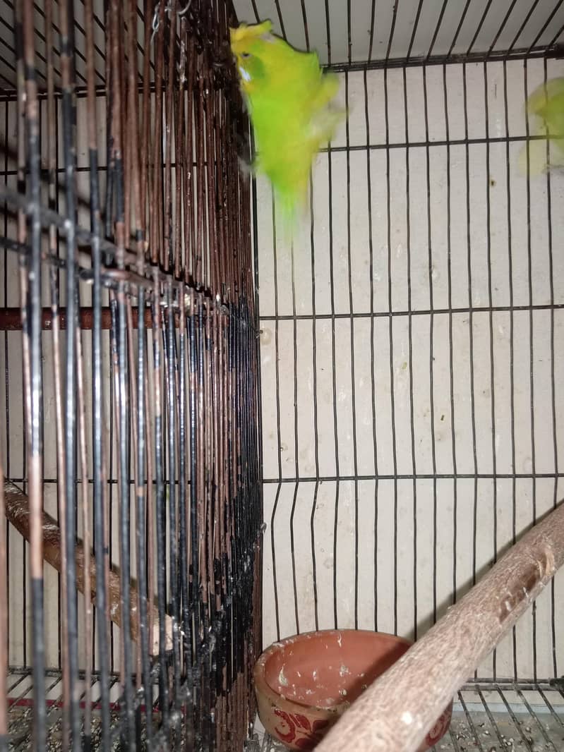 Hogoromo breader pair  cage java sead cleaner 1