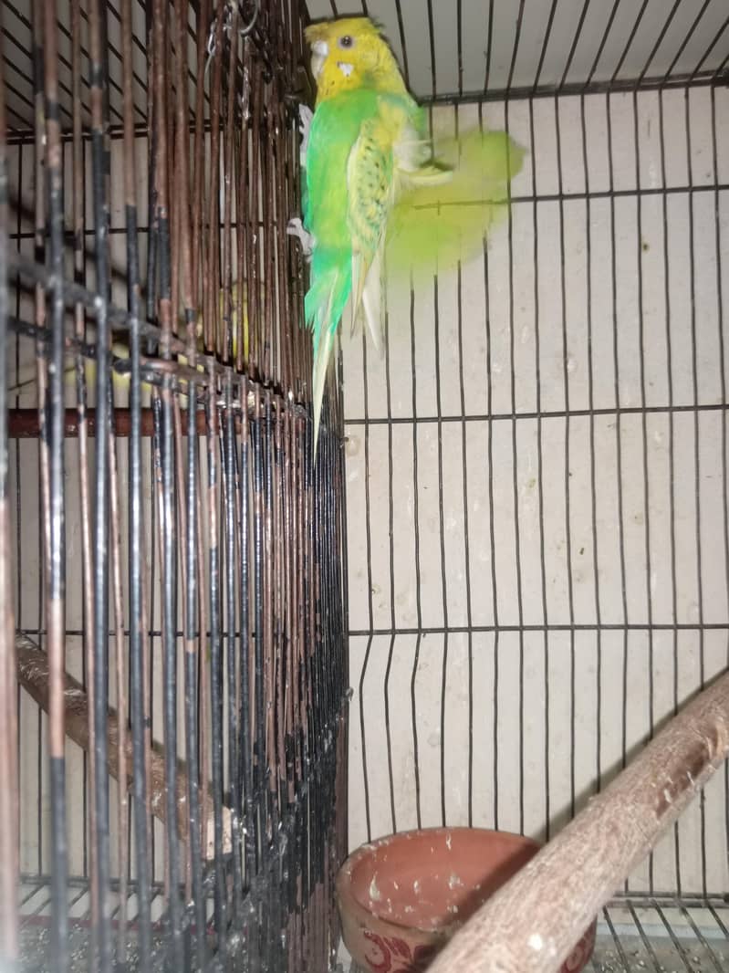 Hogoromo breader pair  cage java sead cleaner 2