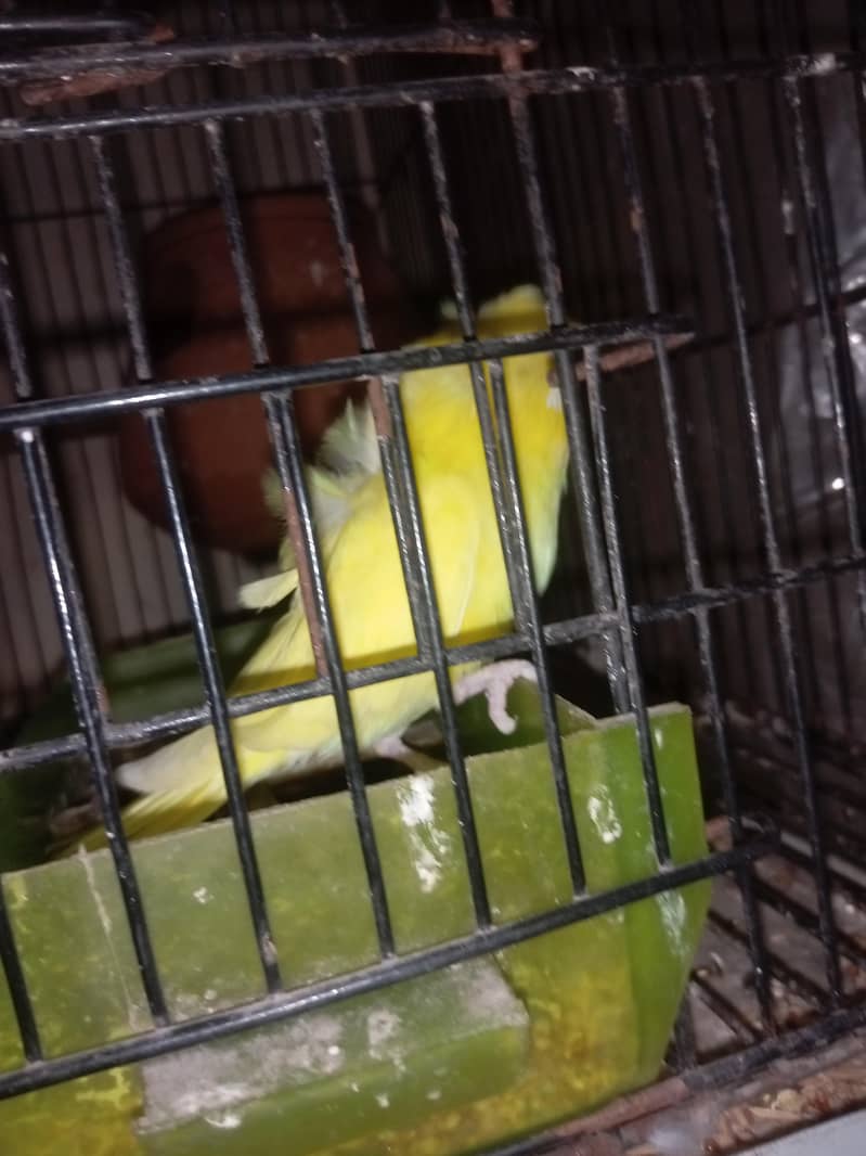 Hogoromo breader pair  cage java sead cleaner 3