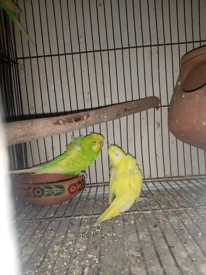 Hogoromo breader pair  cage java sead cleaner 4