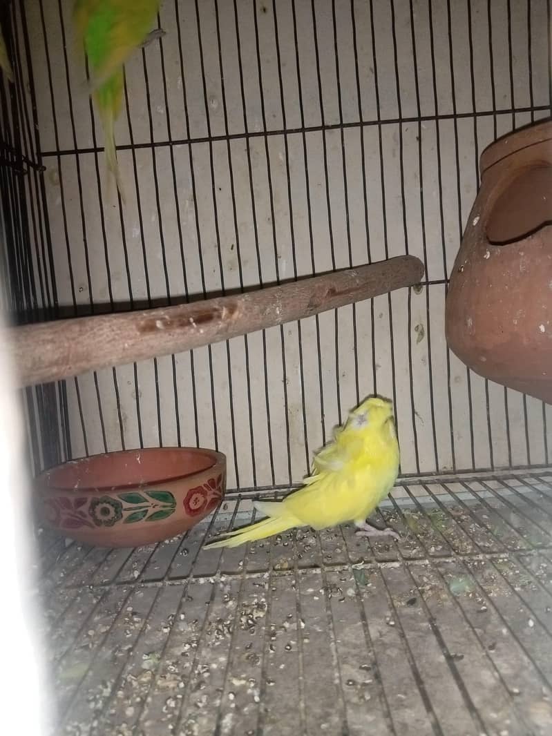 Hogoromo breader pair  cage java sead cleaner 5