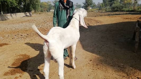 Rajanpuri Bakra For Sale  ,,+03221442364
