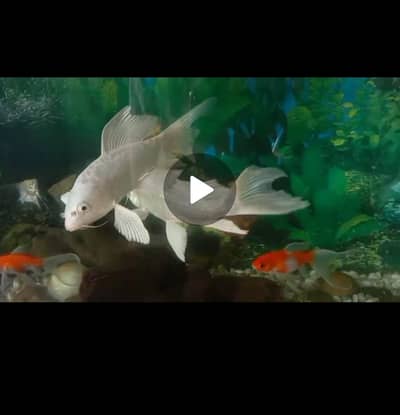 Beautiful Faintail Goldfish Pair