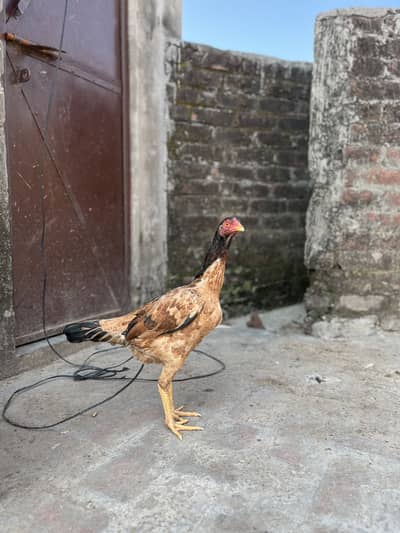 Aseel Hen high Quality