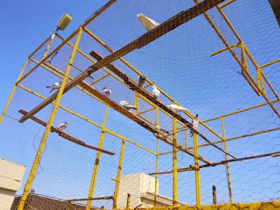 کبوتروں کا جال فار سیل  pigeon Cage , Jail For sale