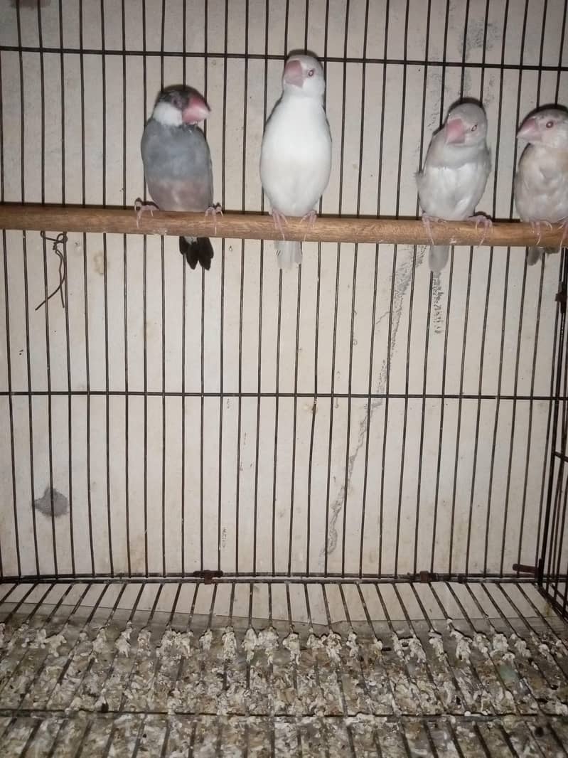 Hogoromo breader pair  cage java sead cleaner 6