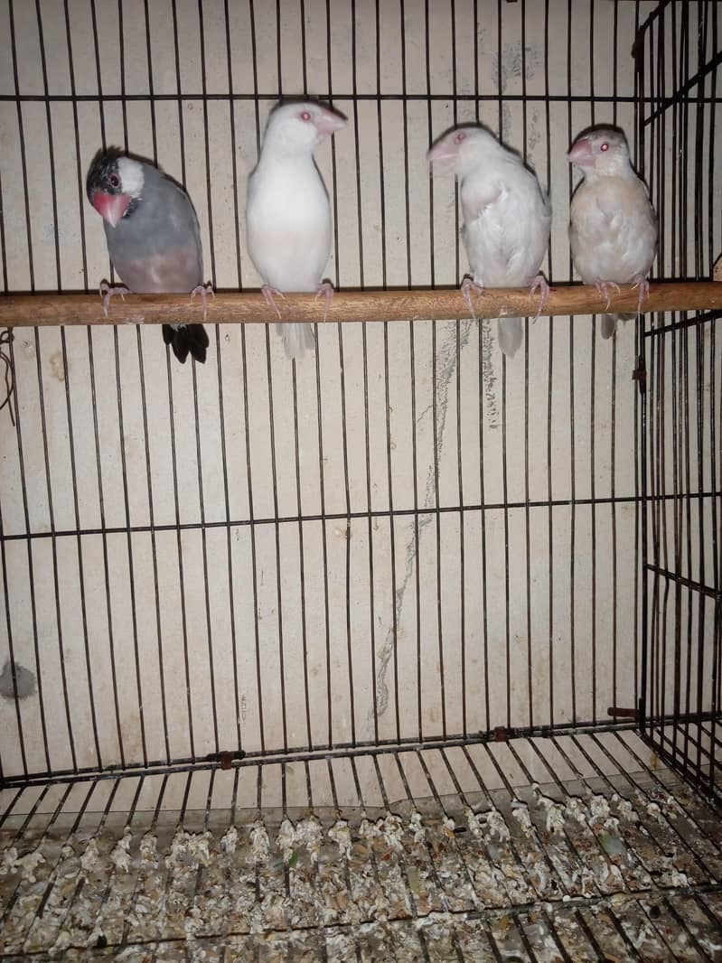 Hogoromo breader pair  cage java sead cleaner 8