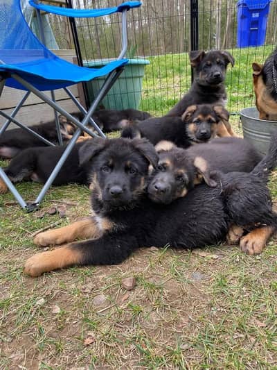 German Shepherd Puppies / Limited Offer