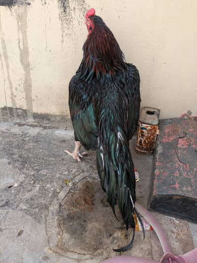 Pure Mushka male ( Pure Mianwali) , pure javi madi , pure shajri madi