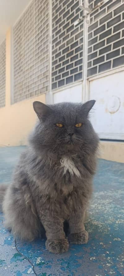persian male cat