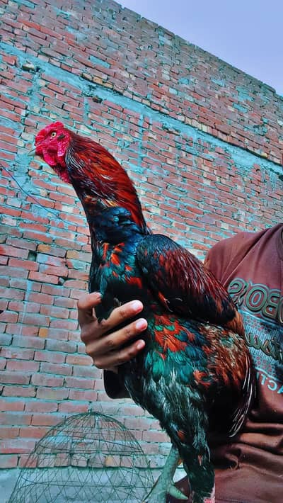 aseel mianwali breeder