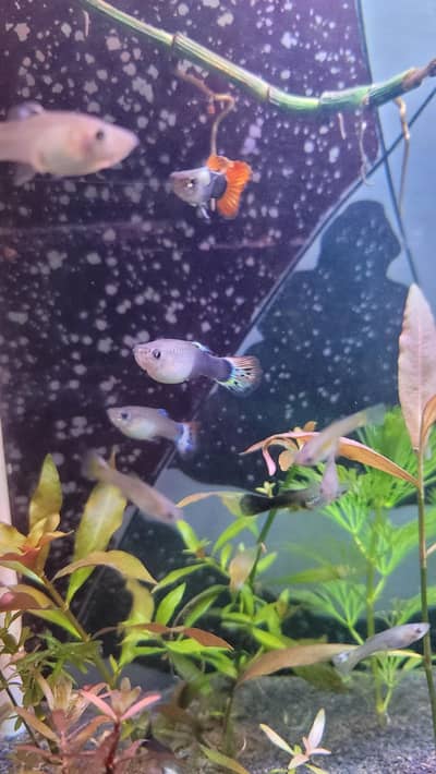 Guppy Breeders/Fry in Bulk