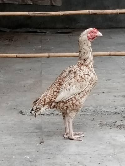 Long hight ki old blood ki  Madi hai.