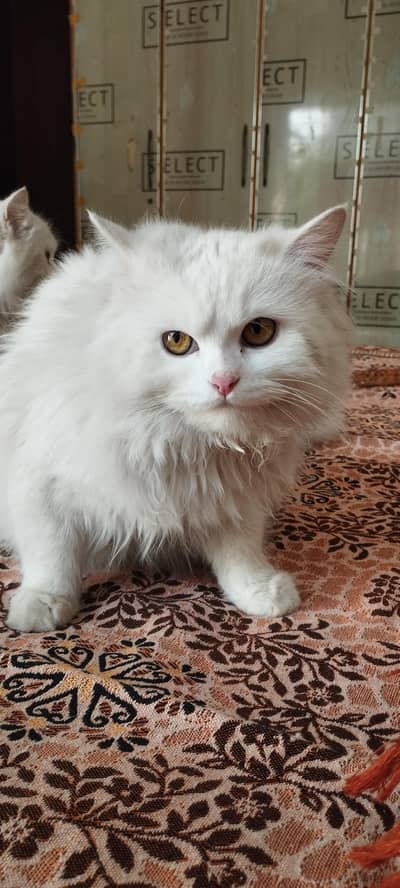 white pregnant playful female ,litter trained