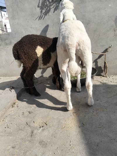 2 kajlay lailay for sale 0300-8398-021