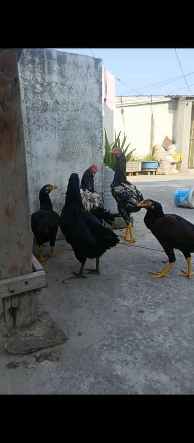 Aseel, Dasi and MIX breaders for sale