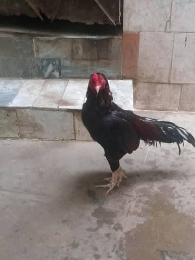 aseel miiyawli 1eye breadar murga