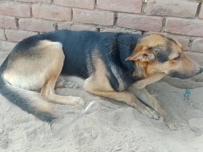 Dog sell me Jakie dog name