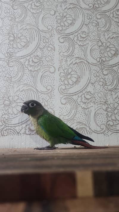 green chick conure