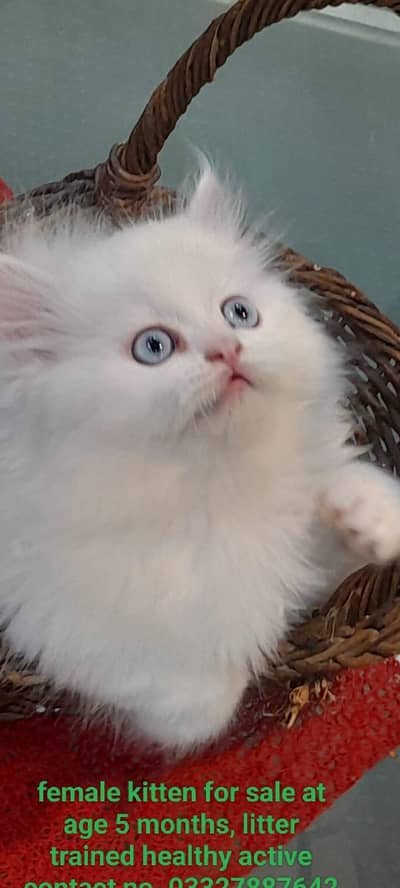 Persian kitten female