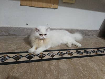 Persian Cat