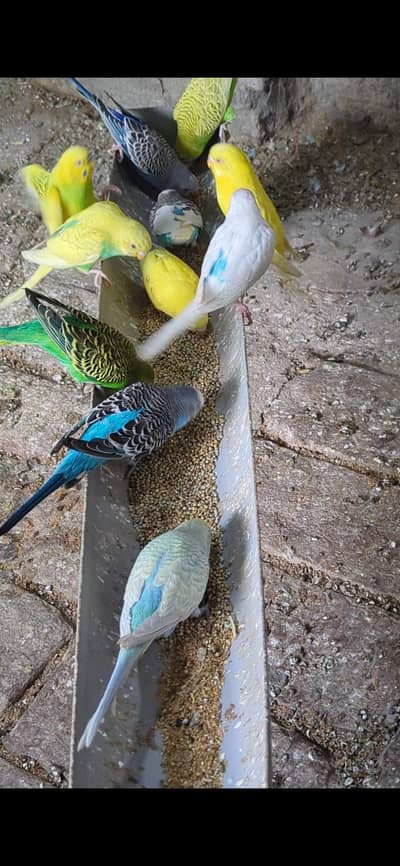budgies for sale