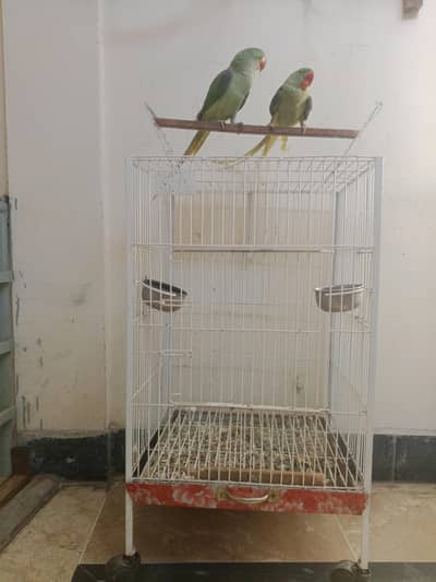 pair for argent sell