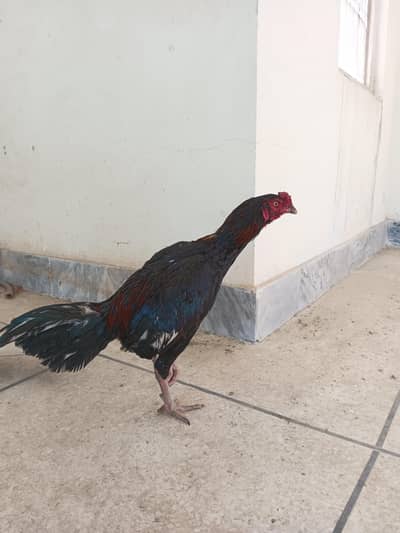 Aseel Murgha / Mushka Breed Plus Aseel Murghi