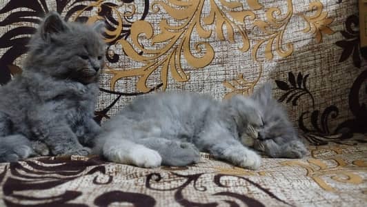 Persian triple coated male gray Kitten