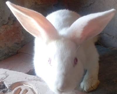 newsziland pure rabbit pairs