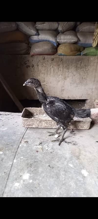 dragon chik 2.5 month age