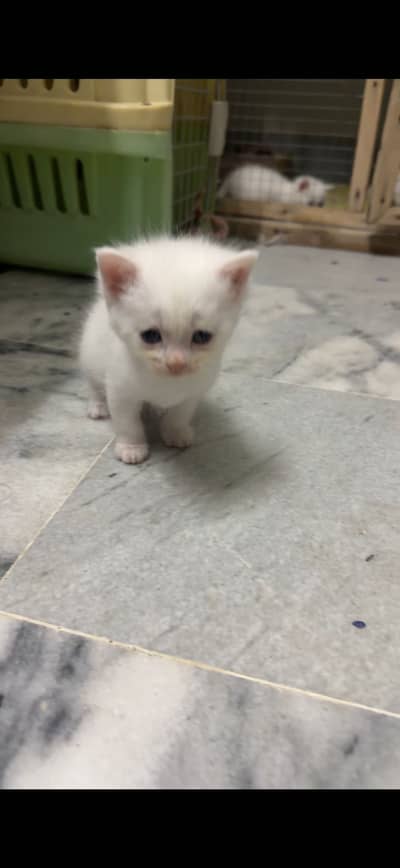 Persian  blue Eyes kittens/ doll face / triple coat cat