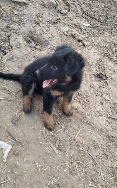 German Shepherd Puppy For Urgent Sale