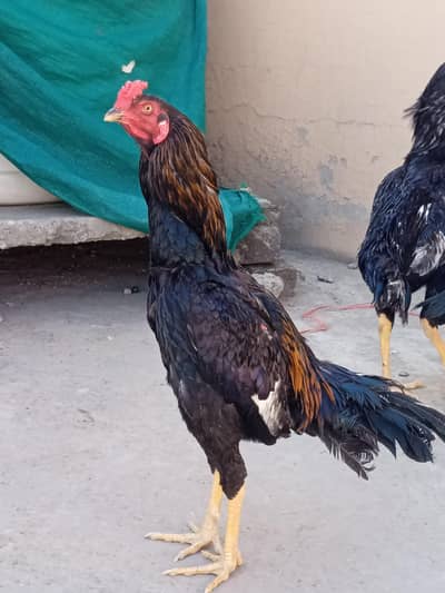 4 male aseels mianwali