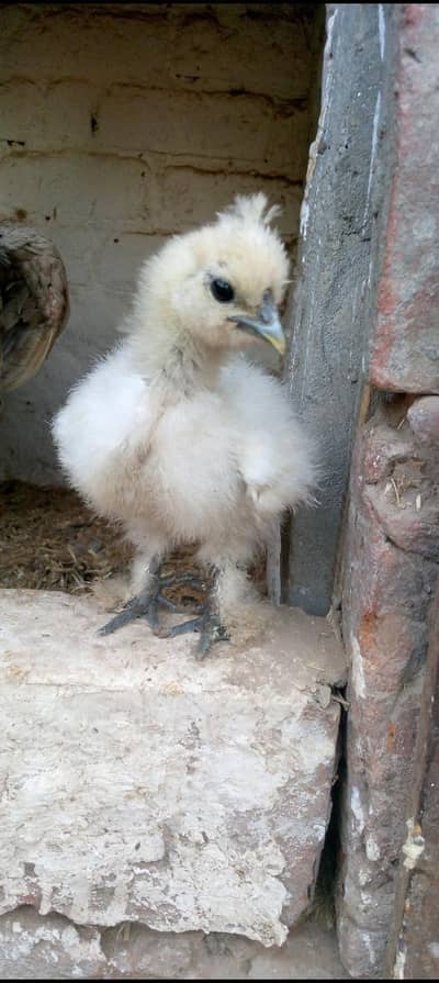 Silky chicks available hein