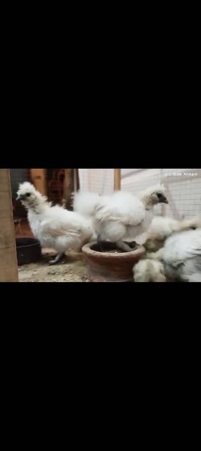 Silky chicks available hein