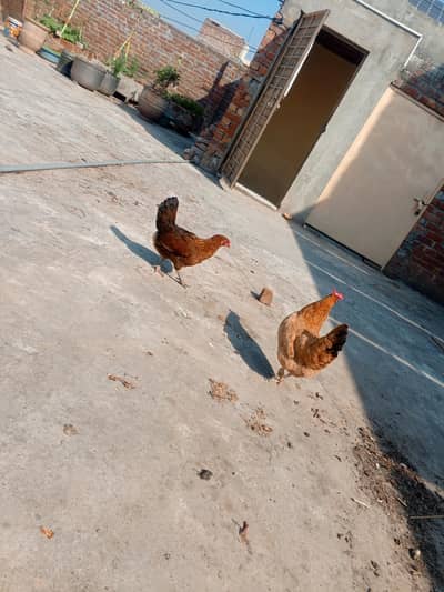 female misri 1.2 years age for sale