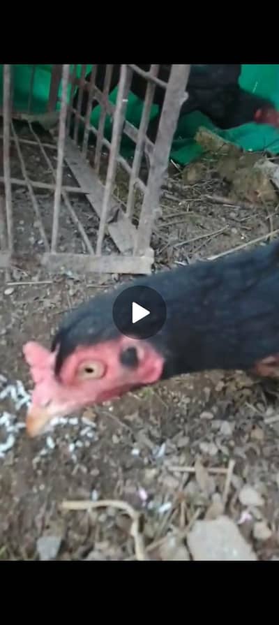 aseel Kili taji murgy  and black mushka patha male