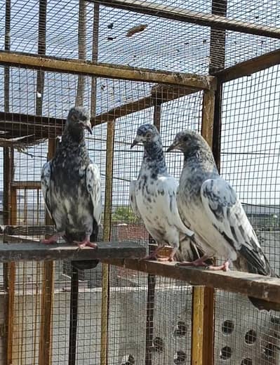 Bachy Tedey , Golden , sialkoati, Misejeldar