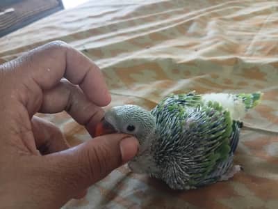 Parrots chicks